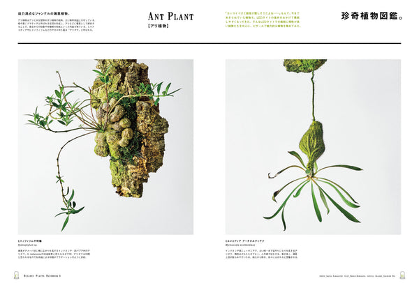 BRUTUS MAGAZINE - MAY 2025 issue #1030 (PLANTS)